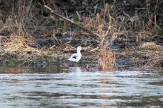 Pekingente (2 von 3).jpg